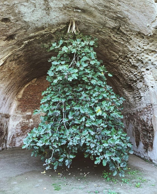 Луксозен ароматизатор с клечки Naked Fig аромат за дома със смокиня